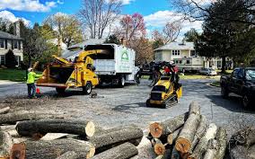 How Our Tree Care Process Works  in  Manteno, IL