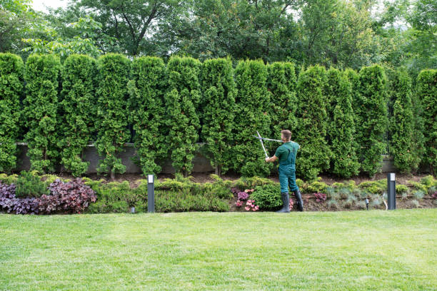 Best Tree Maintenance Programs  in Manteno, IL